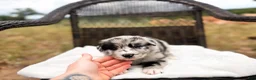 Australian Shepherd dogs for sale: Crew - Ad 1