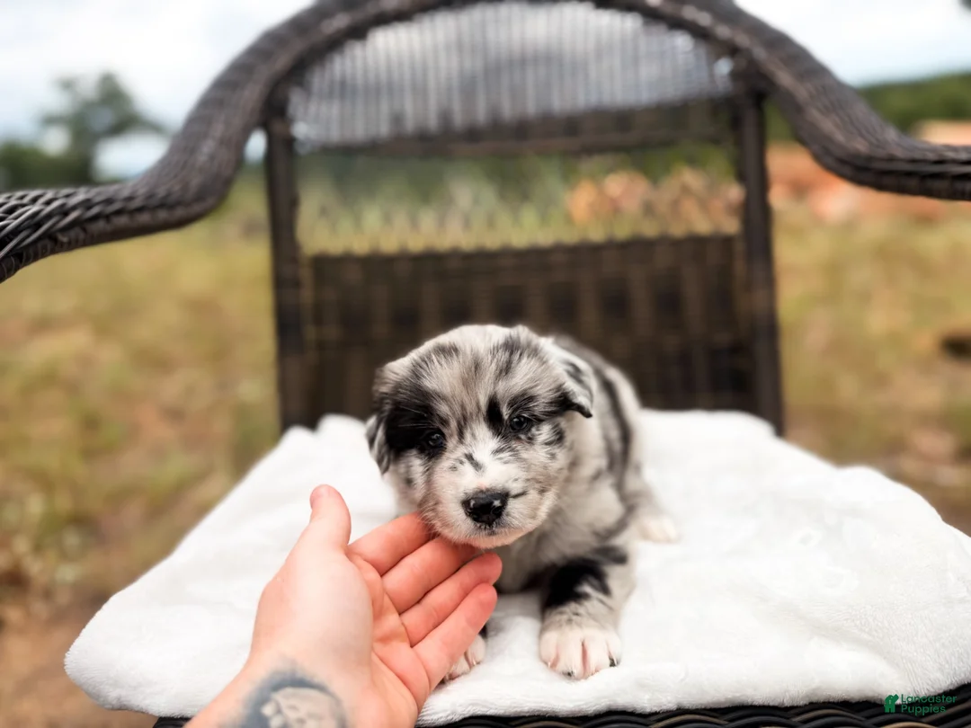 Australian Shepherd dogs for sale: Crew - Ad 1