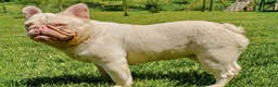 French Bulldog dogs for sale: Ace - Platinum - Ad 11