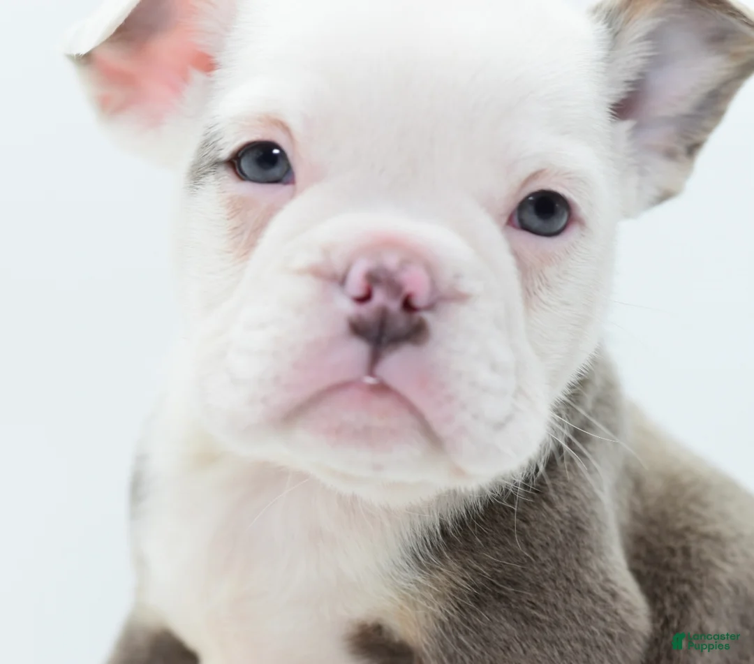 Mixed Breed dogs for sale: Lily tricolor hybrid  - Ad 9