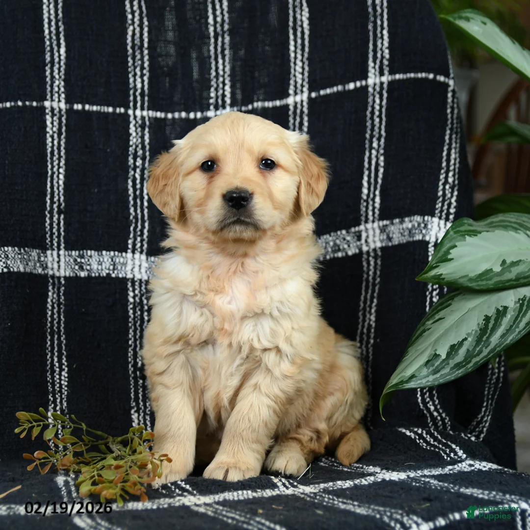 Golden Retriever dogs for sale: Cranberry - Ad 3