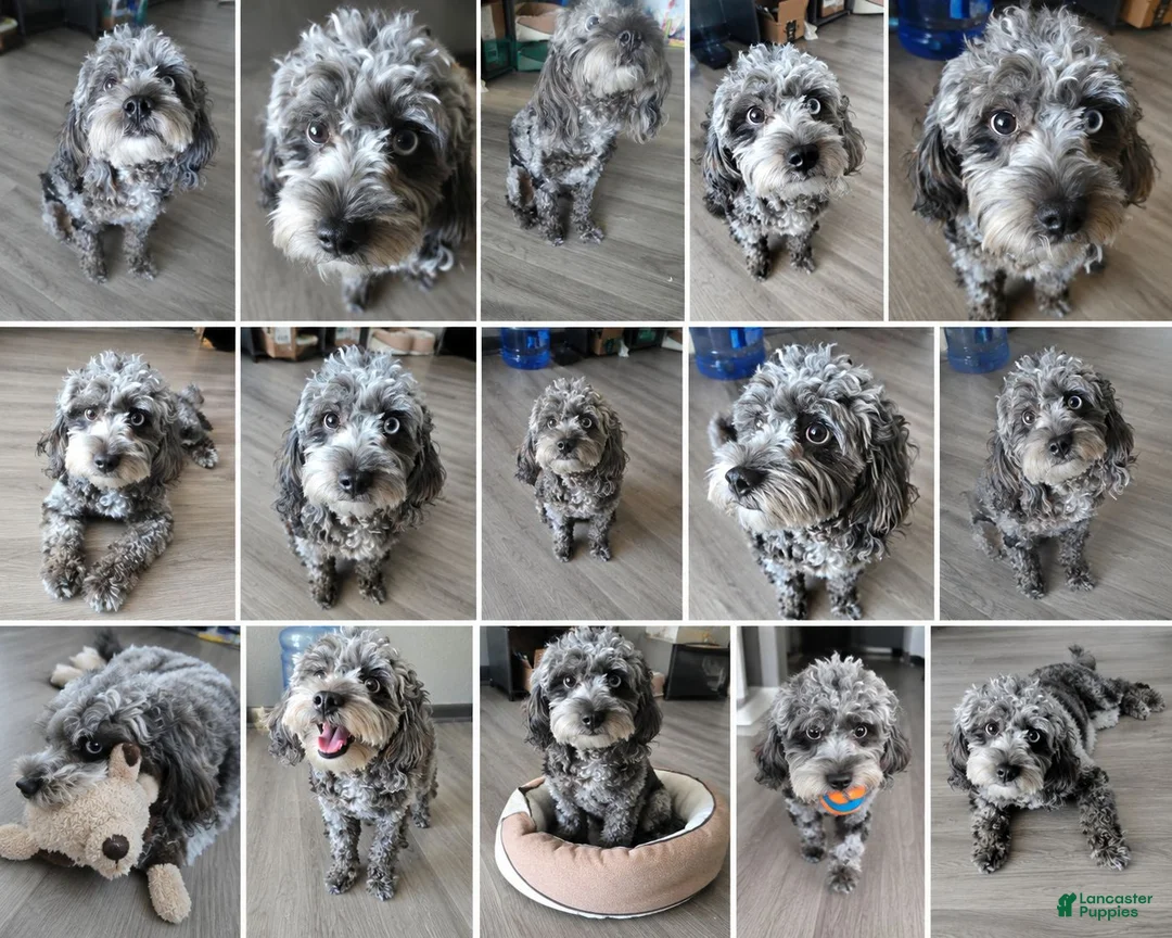 Cavapoo dogs for sale: Cavapoo 1 - Ad 4
