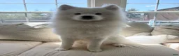 Samoyed dogs for sale: Ace - Ad 3