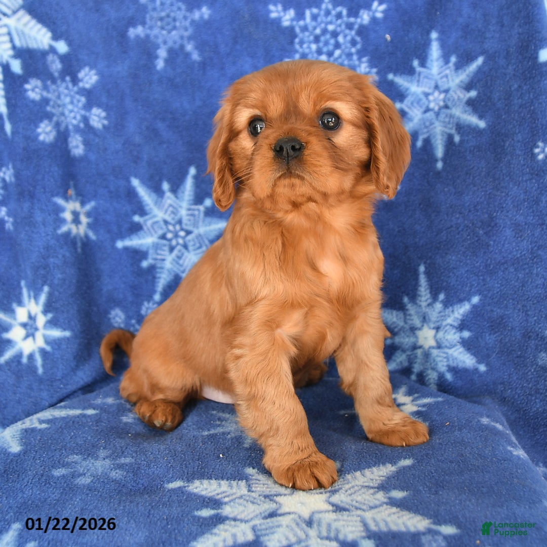 Cavalier King Charles Spaniel dogs for sale: Naomi - Ad 2