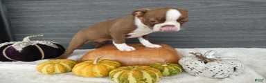 Boston Terrier 4 Gracy