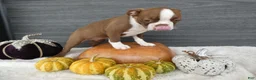 Boston Terrier dogs for sale: Boston Terrier 4 Gracy - Ad 1
