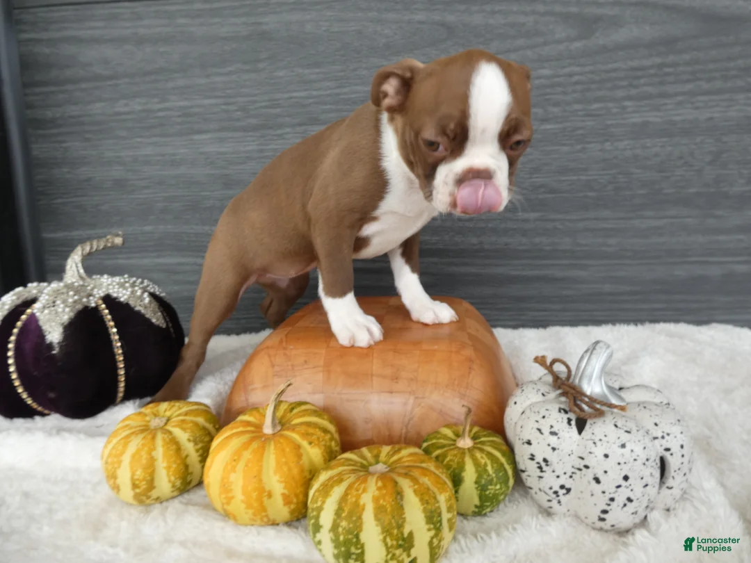 Boston Terrier dogs for sale: Boston Terrier 4 Gracy - Ad 1