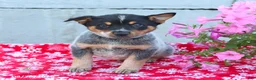 Australian Cattle Dog dogs for sale: Arlo - Ad 3