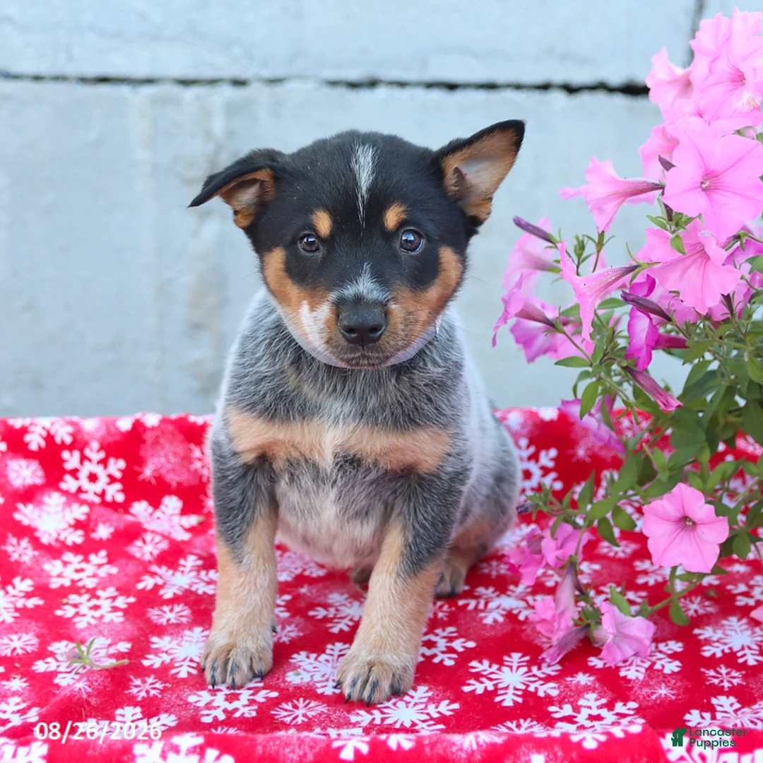Australian Cattle Dog dogs for sale: Arlo - Ad 3