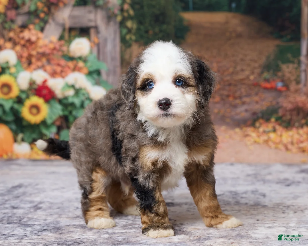 Bernedoodle dogs for sale: Kobe - Ad 5