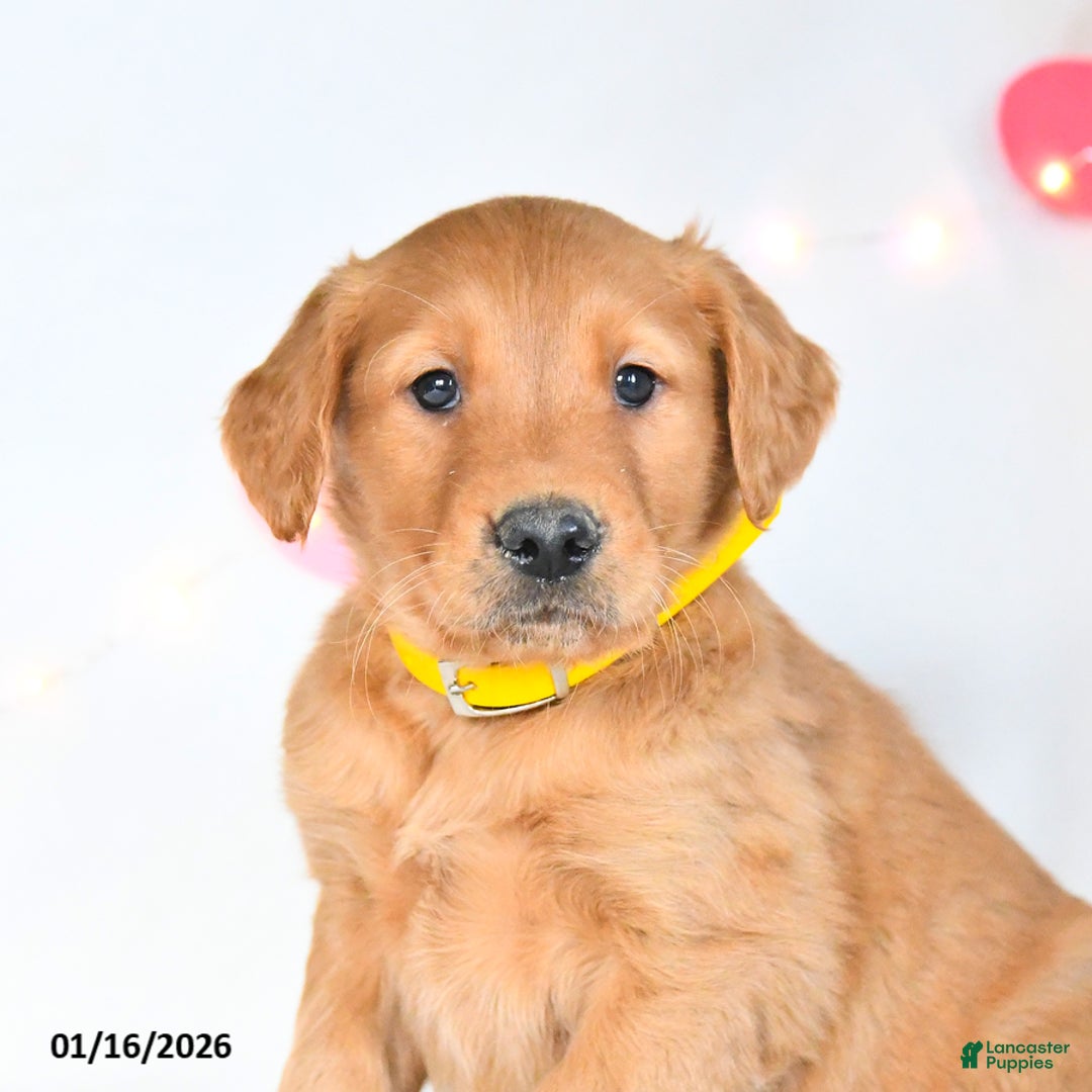 Golden Retriever dogs for sale: Merlin - Ad 2