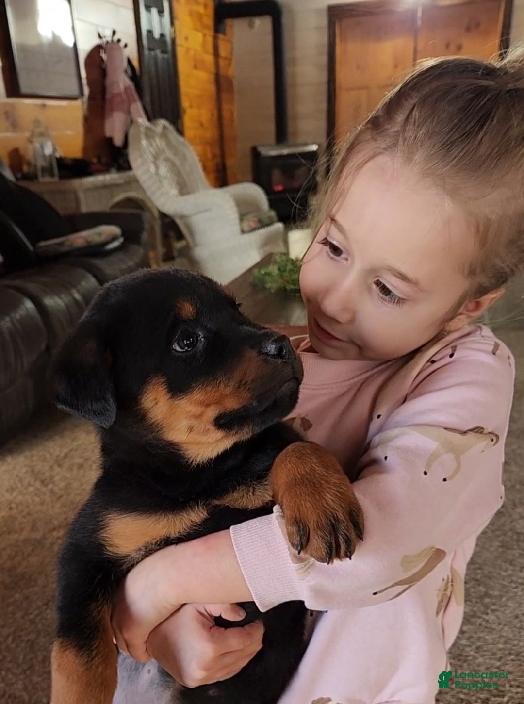 Rottweiler dogs for sale: Holly - Ad 2