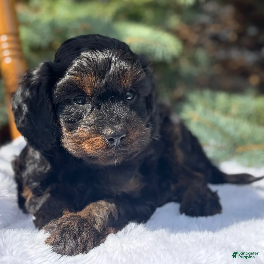 Cavapoo dogs for sale: Tucker - Ad 2