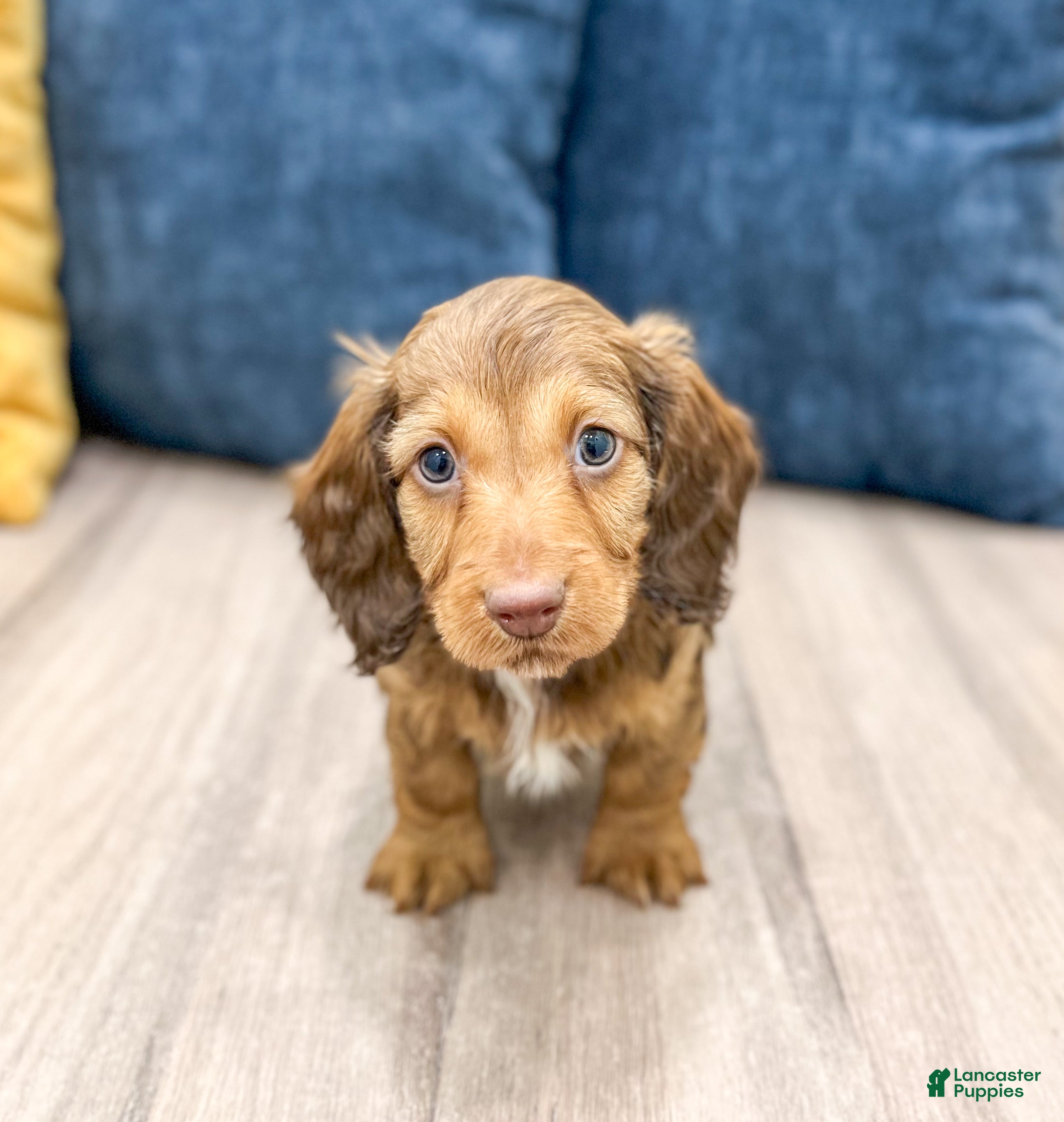 Miniature Dachshund dogs Kai - Ad 41