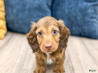 Miniature Dachshund dogs Kai - Ad 41
