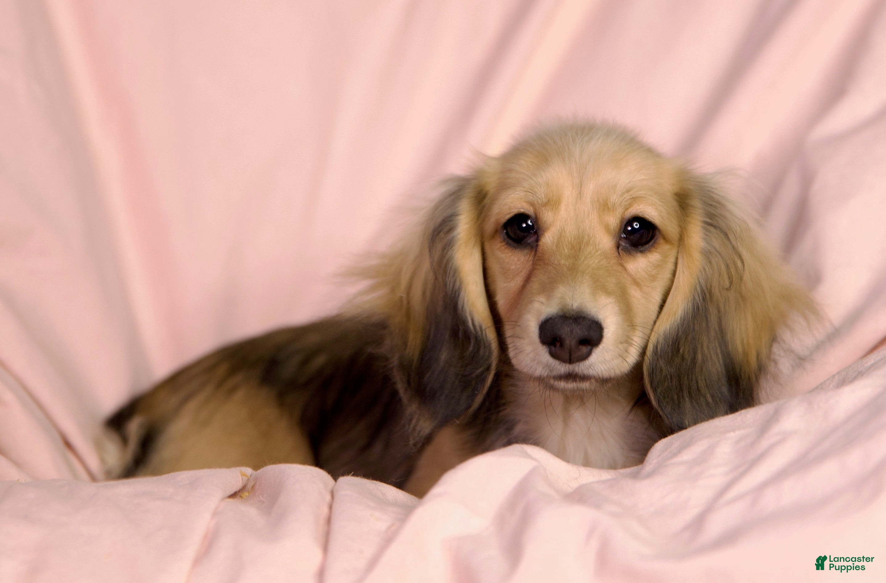 Miniature Dachshund dogs Trumpet - Ad 2