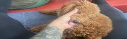 Mini Goldendoodle dogs for sale: Rosie - Ad 3