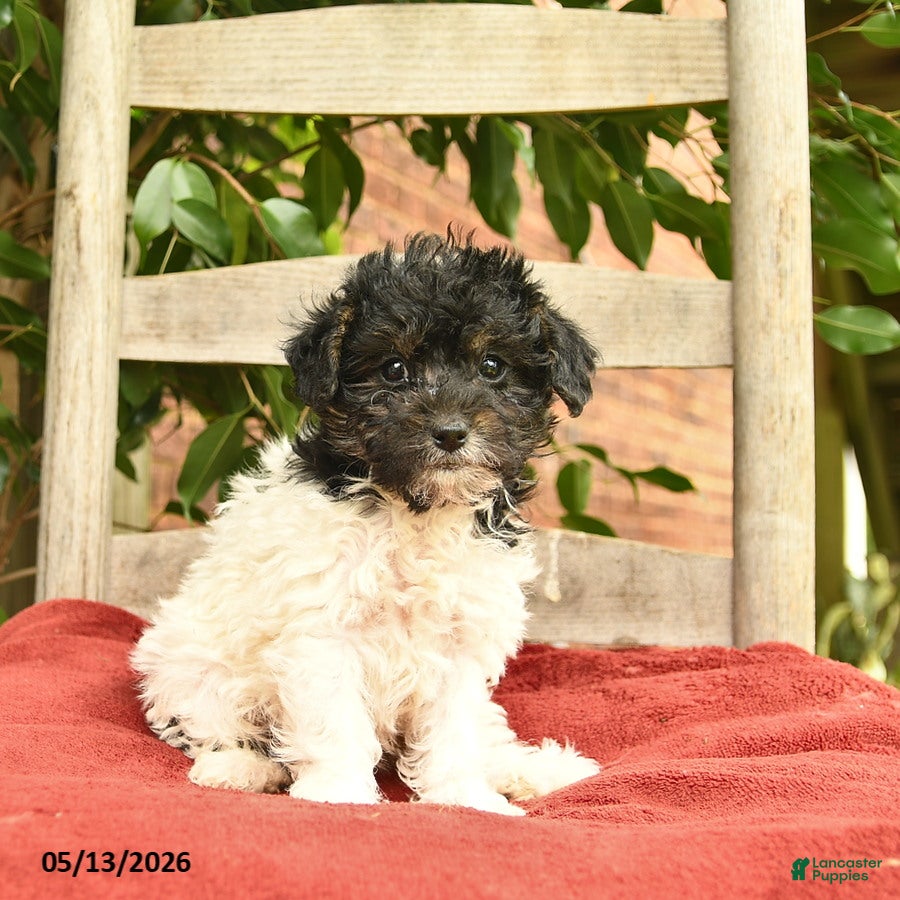 Yorkiepoo dogs Crystal  - Ad 2