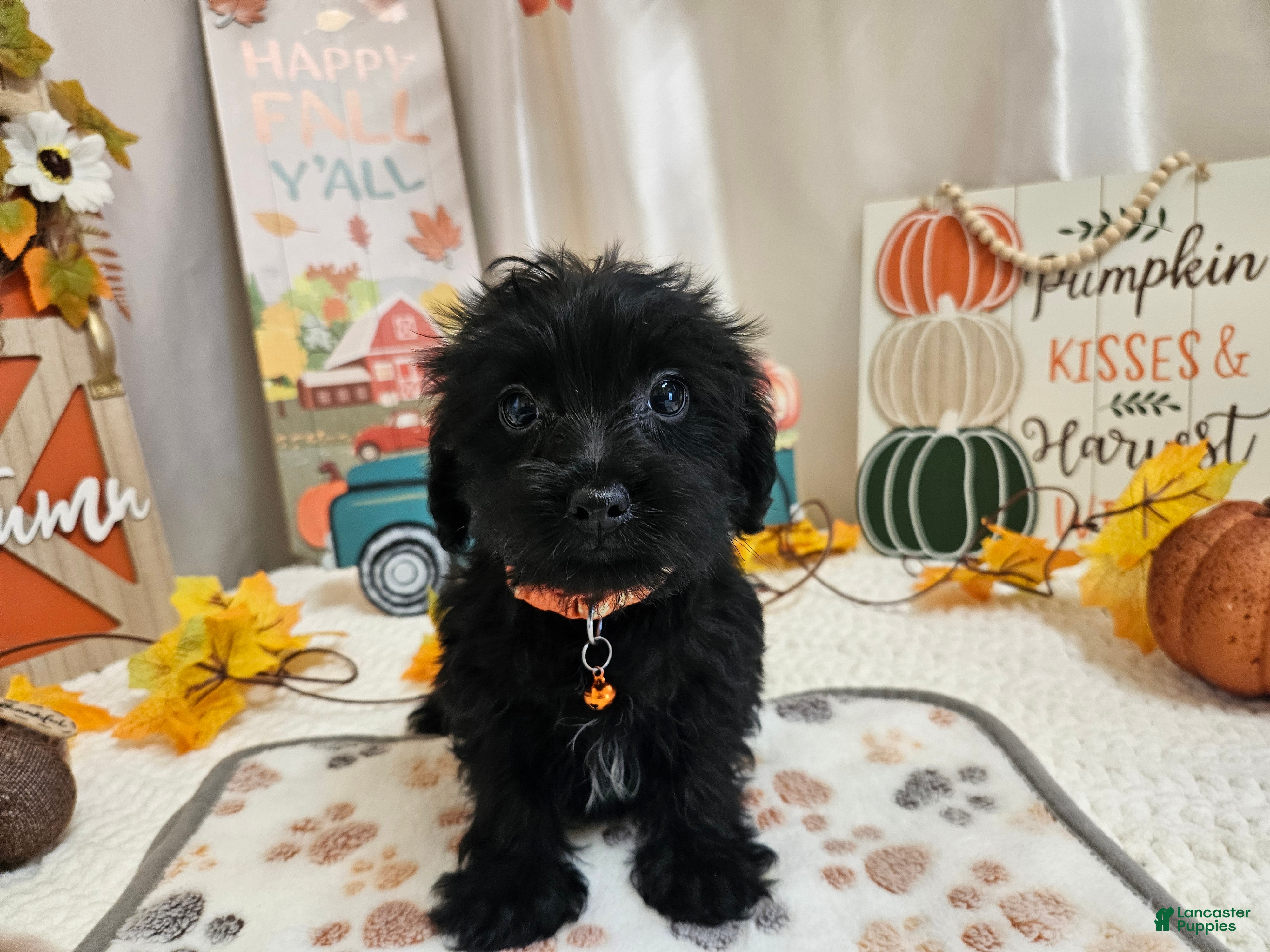 Yorkiepoo