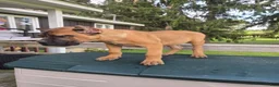 Cane Corso dogs for sale: Cane Corso 1 - Ad 4