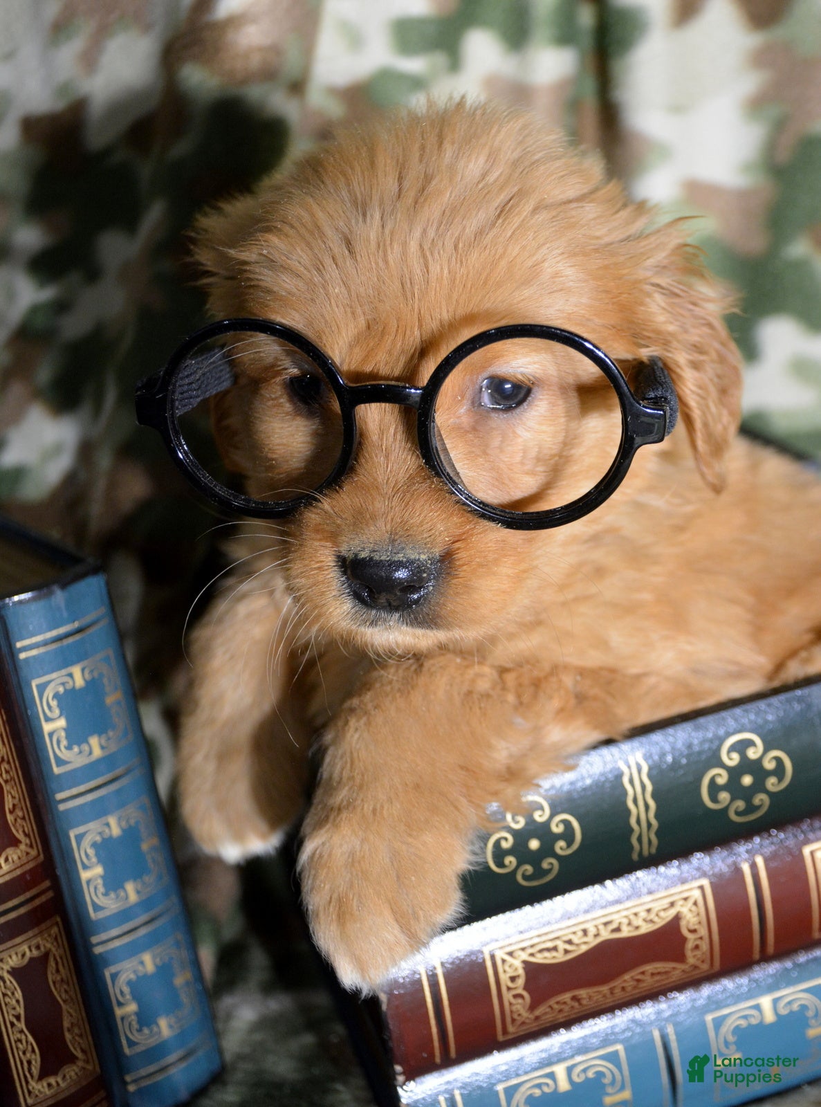 Golden Retriever dogs Golden Retriever Puppy 6 Gabby - Ad 15