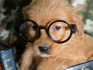 Golden Retriever dogs Golden Retriever Puppy 6 Gabby - Ad 15