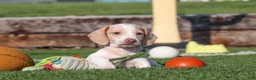 Miniature Dachshund dogs for sale: Jackson - Ad 5