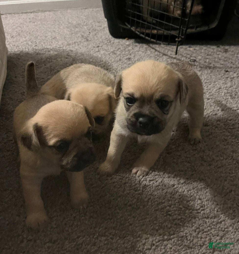 Pugapoo dogs for sale: Darhla - Ad 2