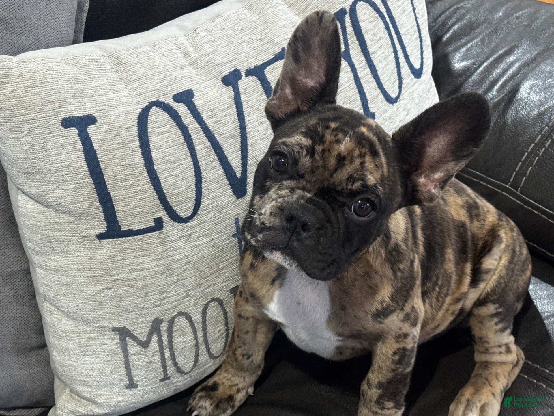French Bulldog dogs Haze - Ad 18