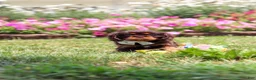 Cavalier King Charles Spaniel dogs for sale: Enzo - Ad 1