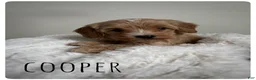 Cavapoo dogs for sale: Cooper - Ad 3