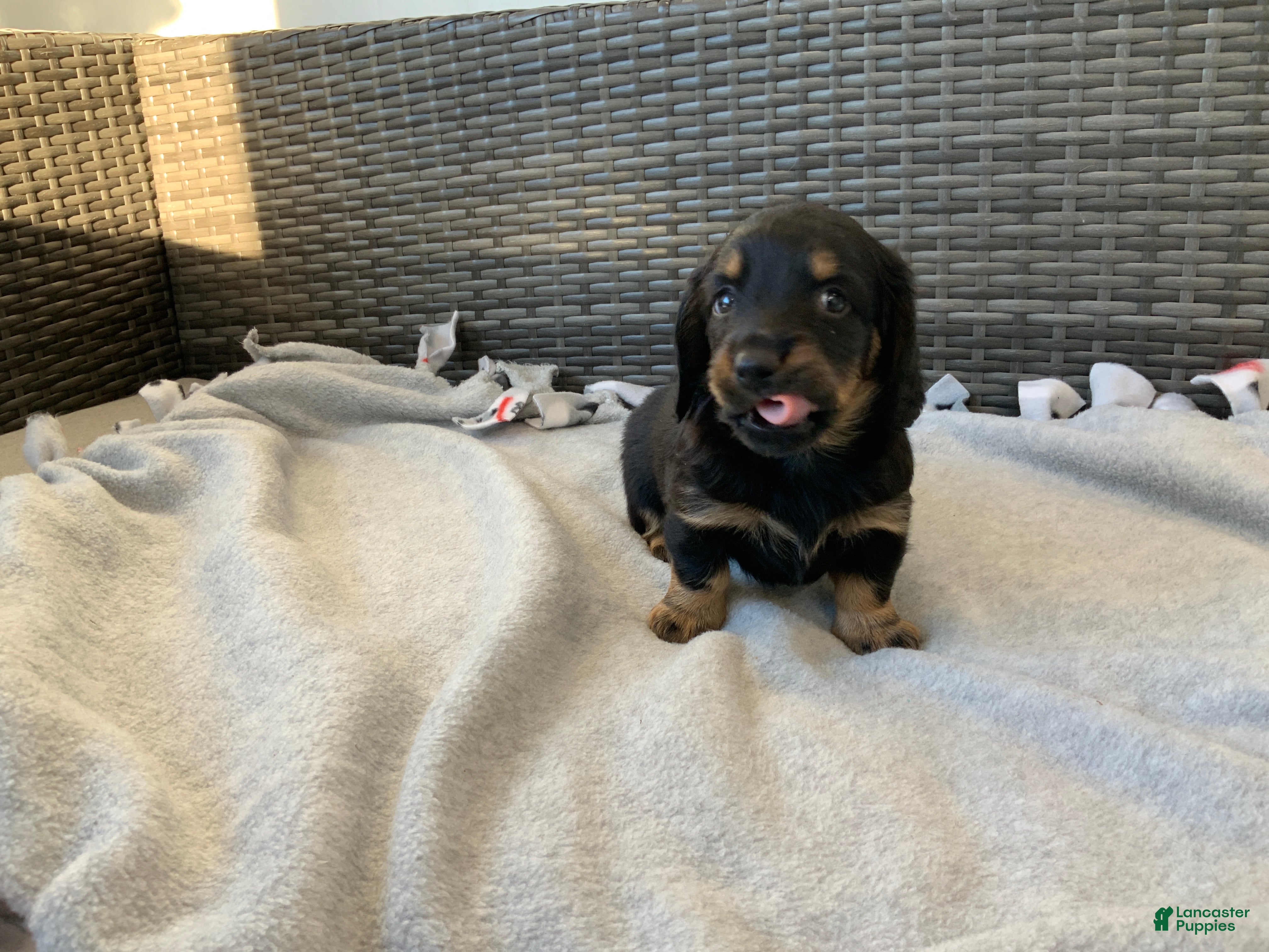 Miniature Dachshund dogs Kyle - Ad 2
