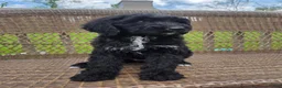 Bernedoodle dogs for sale: Bernedoodle Puppy 3 - Ad 7