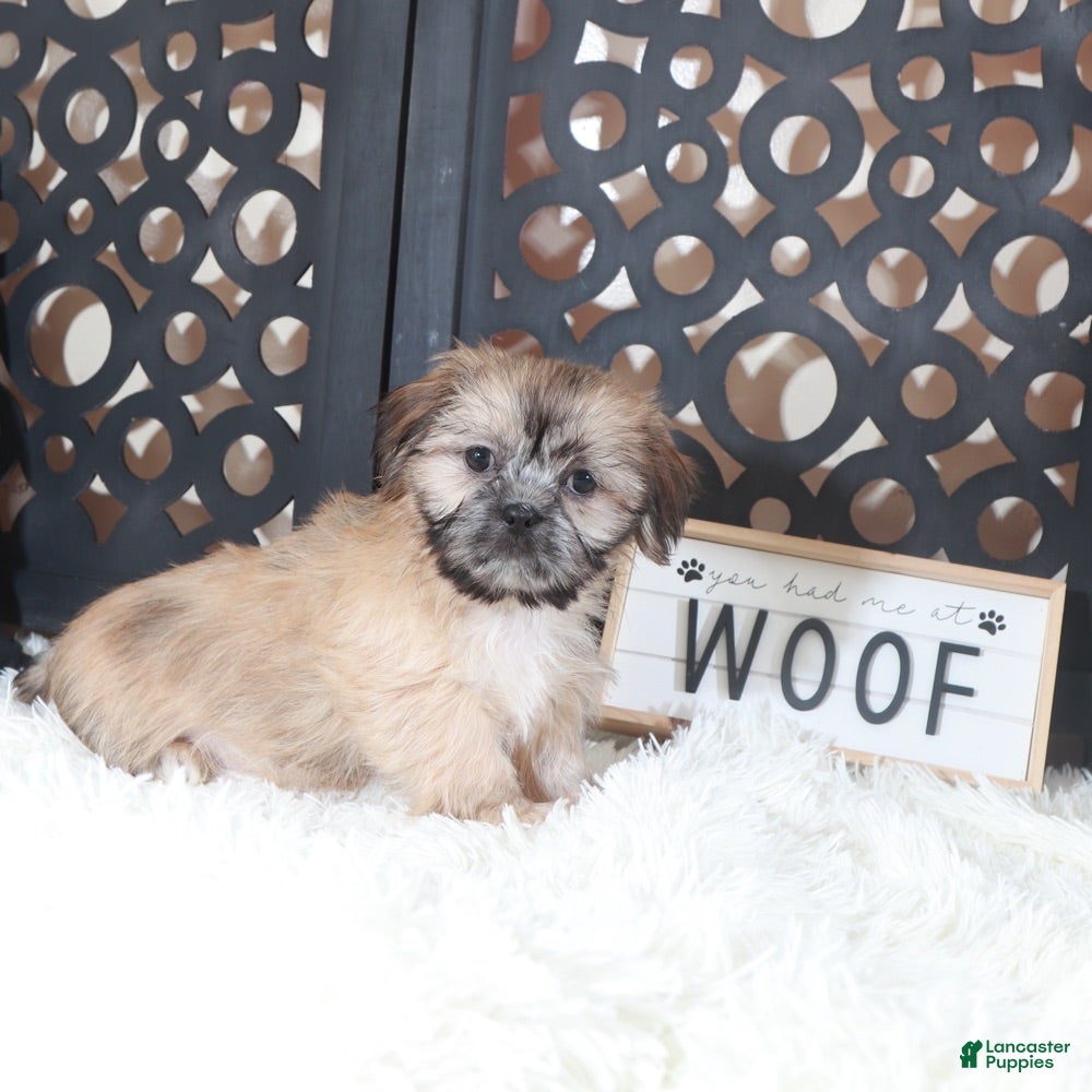 Shih Tzu dogs Duke Majestic. Brindle Shih-tzu - Ad 5