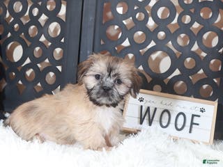 Shih Tzu dogs Duke Majestic. Brindle Shih-tzu - Ad 33