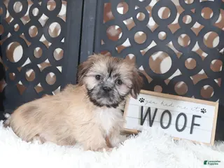 Shih Tzu dogs Duke Majestic. Brindle Shih-tzu - Ad 10