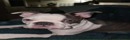 Boston Terrier dogs for sale: Max - Ad 5