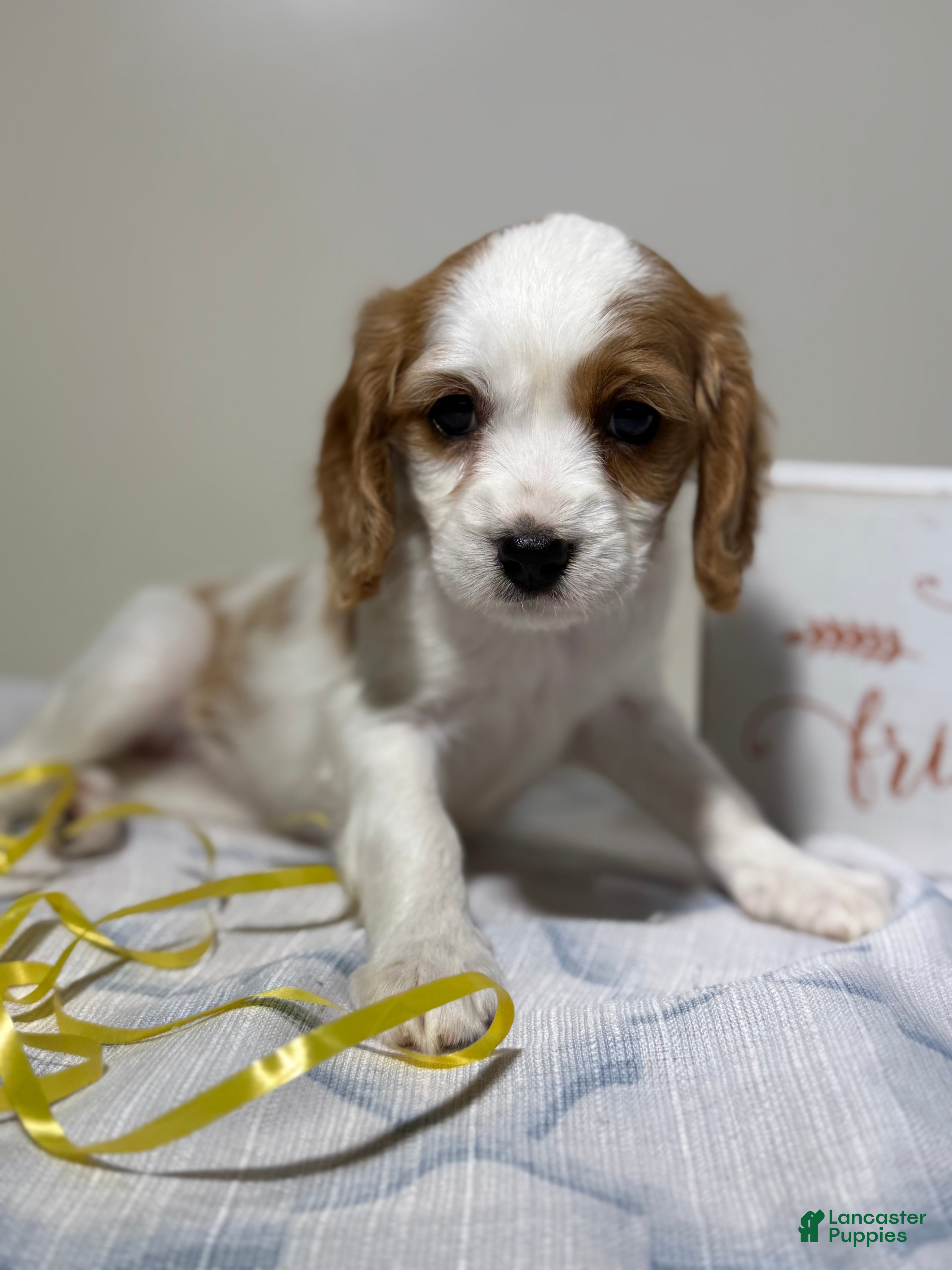 Cavapoo dogs Vanilla Cavapoo  - Ad 1