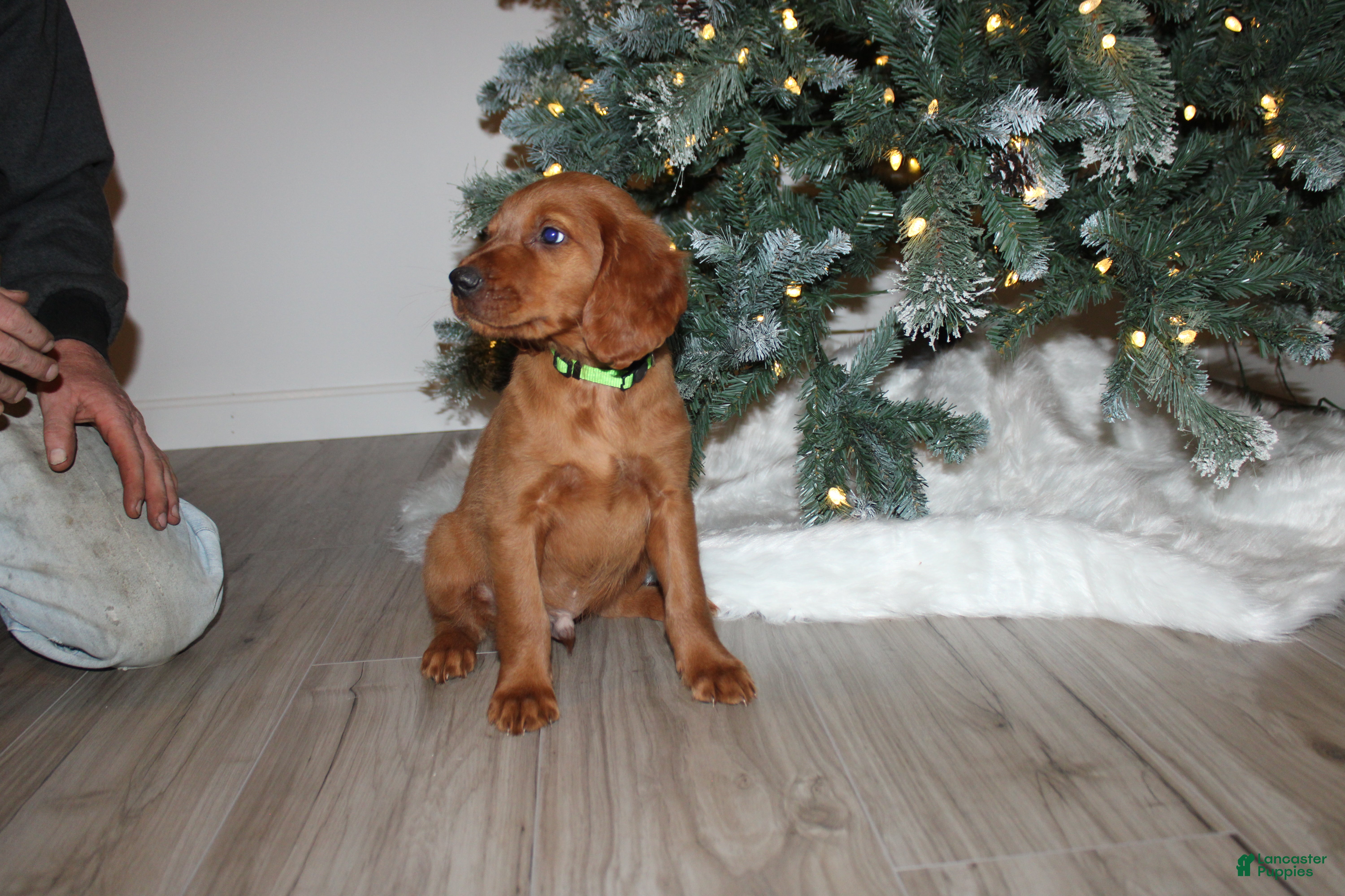 Mixed Breed dogs gabe - Ad 38