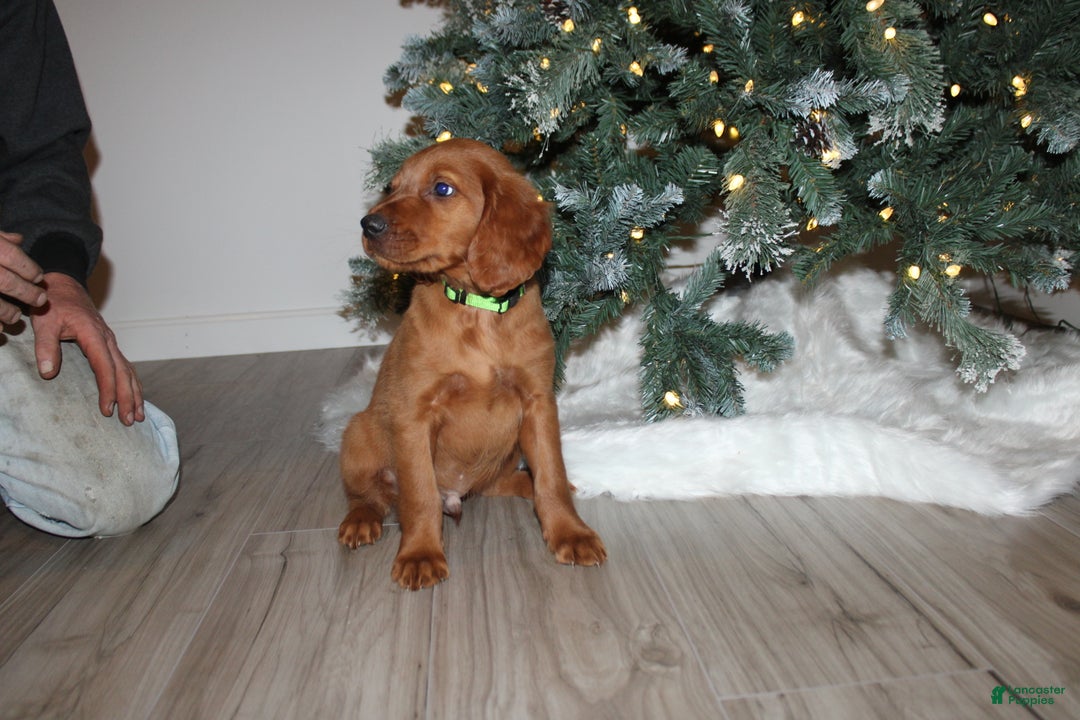 Mixed Breed dogs for sale: gabe - Ad 1