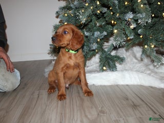 Mixed Breed dogs gabe - Ad 25