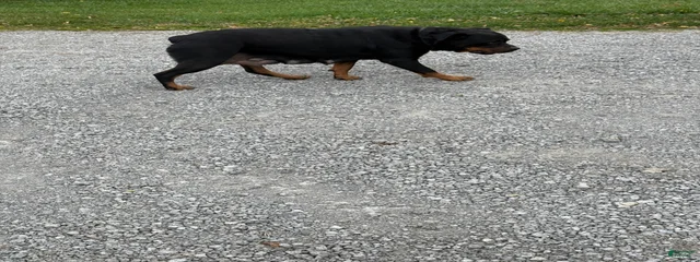 Stella
