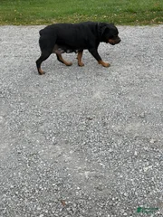 Stella