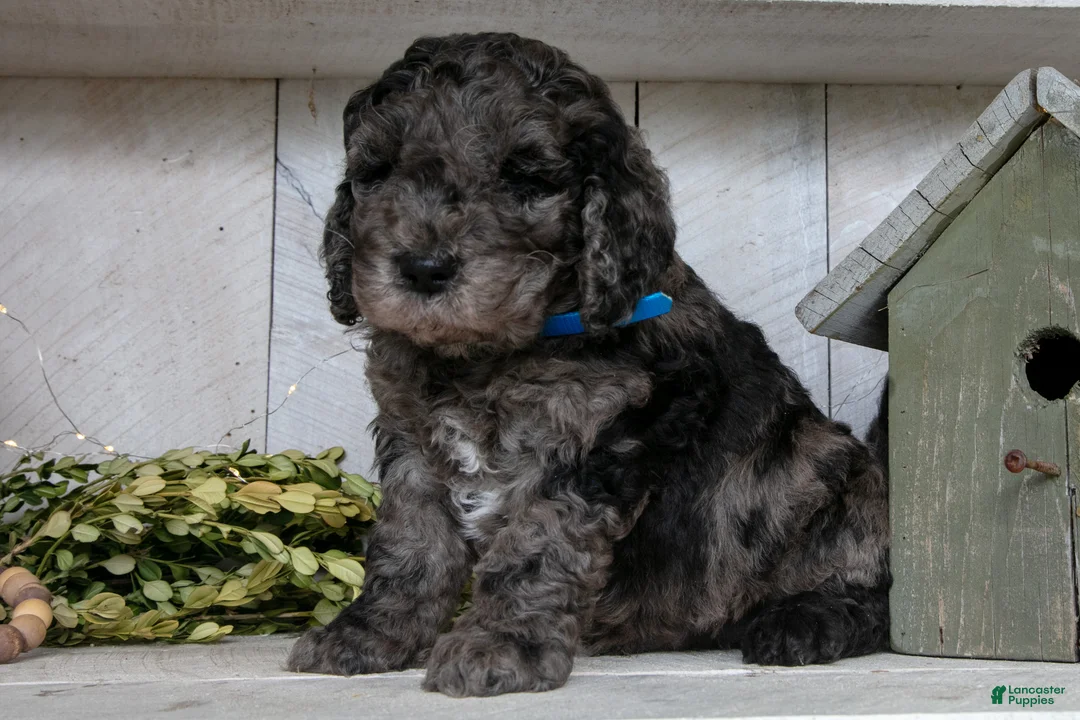 Miniature Labradoodle dogs for sale: Toby - Ad 1