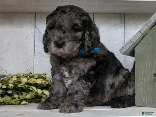 Miniature Labradoodle dogs Toby - Ad 20