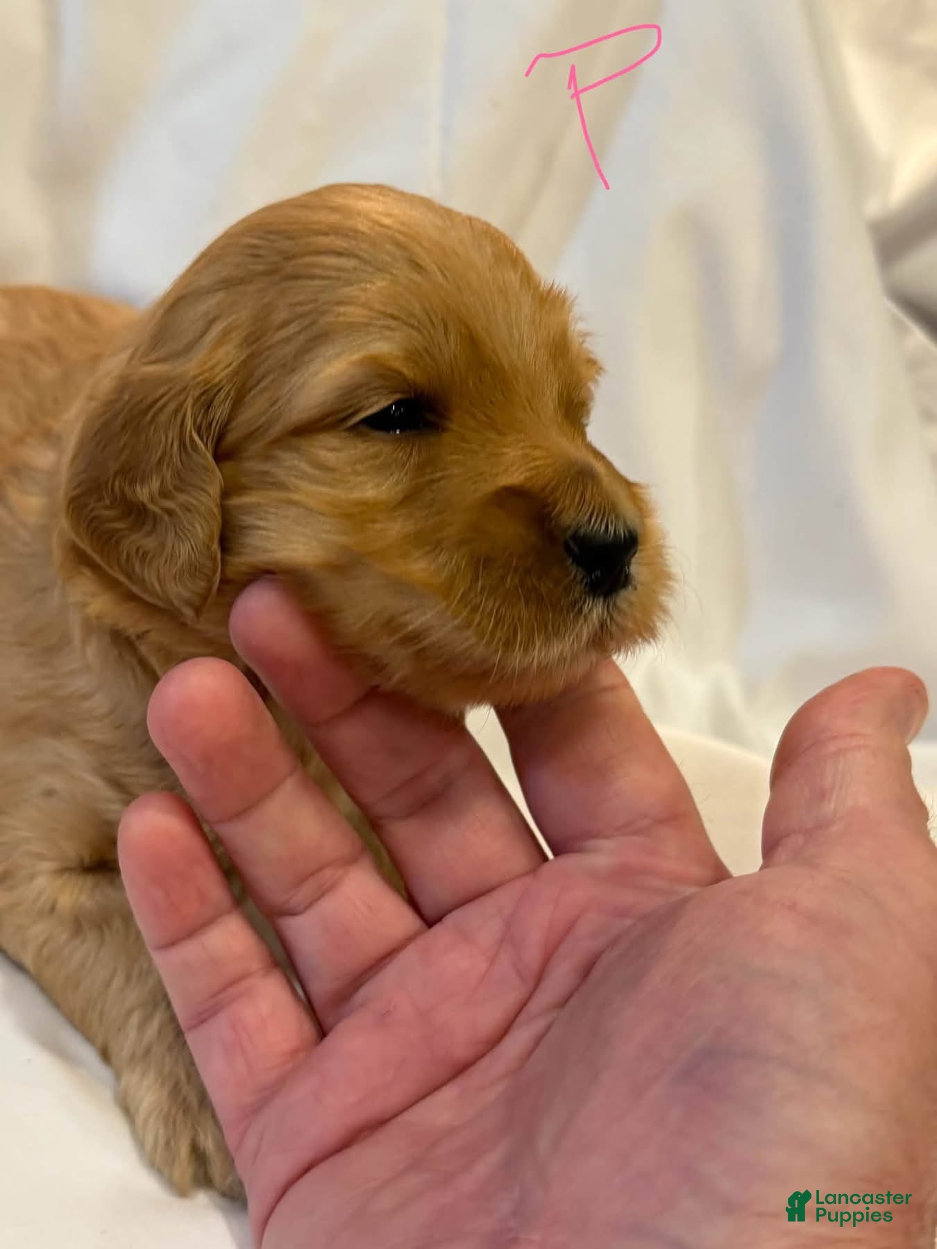 Goldendoodle dogs Goldendoodle 5 - Ad 4