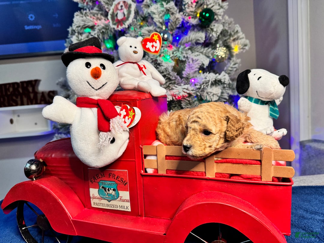 Toy Poodle dogs for sale: Peanut - Ad 7