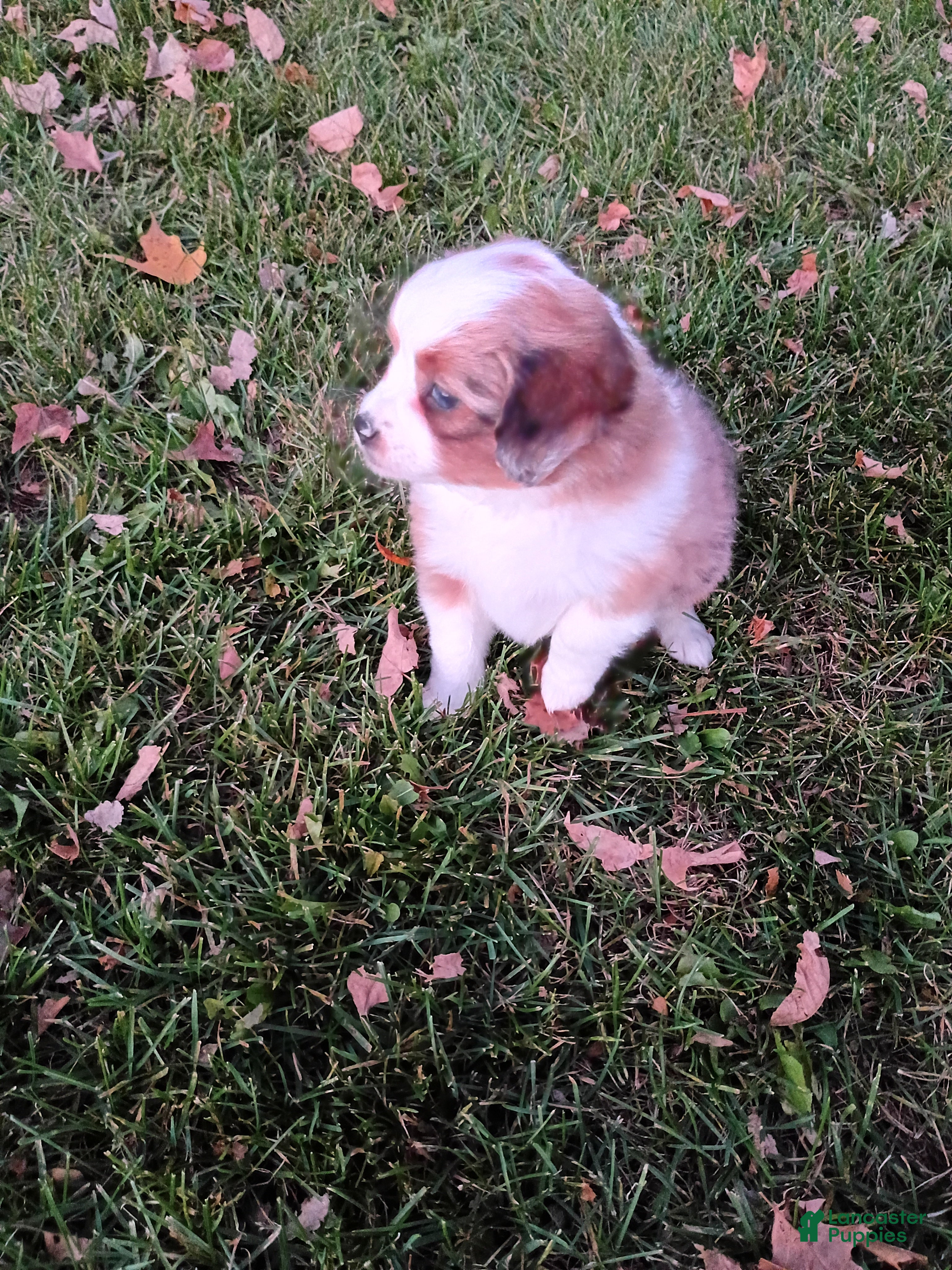 Mini Aussiedoodle dogs Twinkle  - Ad 2
