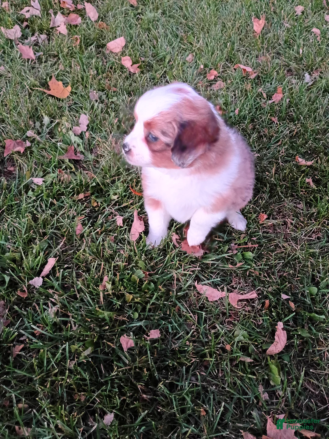 Mini Aussiedoodle dogs for sale: Twinkle  - Ad 2