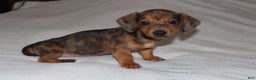 Miniature Dachshund dogs for sale: Frank Mini  - Ad 9